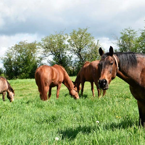 Pension pour chevaux à Le Breuil-sur-Couze, Puy-de-Dôme